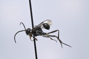  ( - SU25_29)  @11 [ ] Copyright (2025) Jeremy Blaschke Union University