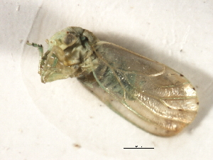  (Aphis craccivora - CGHTA-021)  @13 [ ] CreativeCommons - Attribution (2009) CBG Photography Group Centre for Biodiversity Genomics