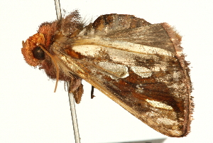  ( - UKLB11F11)  @12 [ ] CreativeCommons - Attribution (2009) CBG Photography Group Centre for Biodiversity Genomics