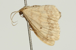  ( - UKLB17B06)  @12 [ ] CreativeCommons - Attribution (2009) CBG Photography Group Centre for Biodiversity Genomics