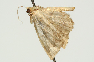  ( - UKLB17E12)  @12 [ ] CreativeCommons - Attribution (2009) CBG Photography Group Centre for Biodiversity Genomics