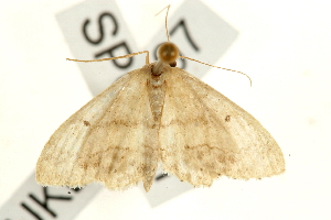  ( - UKLB18D07)  @12 [ ] CreativeCommons - Attribution (2009) CBG Photography Group Centre for Biodiversity Genomics