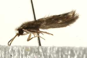  (Hydroptila sparsa - UKLB29A06)  @13 [ ] CreativeCommons - Attribution (2009) CBG Photography Group Centre for Biodiversity Genomics