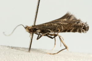  ( - UKLB38E04)  @13 [ ] CreativeCommons - Attribution (2009) CBG Photography Group Centre for Biodiversity Genomics