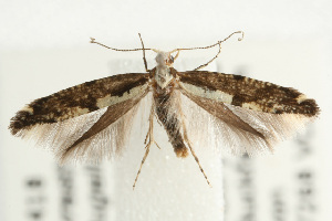  ( - UKLB39C11)  @13 [ ] CreativeCommons - Attribution (2010) CBG Photography Group Centre for Biodiversity Genomics