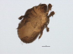  ( - 08DPMIT-0008)  @13 [ ] CreativeCommons - Attribution (2008) CBG Photography Group Centre for Biodiversity Genomics