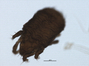  ( - 08DPMIT-0009)  @13 [ ] CreativeCommons - Attribution (2008) CBG Photography Group Centre for Biodiversity Genomics