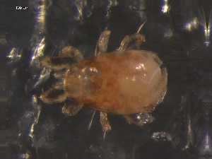  (Amblyseius sp. JCS01 - DPMIT-17-82)  @14 [ ] CreativeCommons - Attribution (2010) CBG Photography Group Centre for Biodiversity Genomics