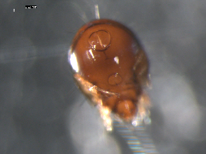  ( - 08DPMIT-0518)  @13 [ ] CreativeCommons - Attribution (2010) CBG Photography Group Centre for Biodiversity Genomics