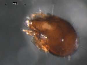  ( - 08DPMIT-0518)  @13 [ ] CreativeCommons - Attribution (2010) CBG Photography Group Centre for Biodiversity Genomics