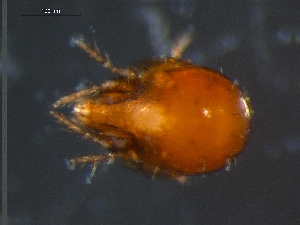  ( - DPMIT-29-53)  @12 [ ] CreativeCommons - Attribution (2010) CBG Photography Group Centre for Biodiversity Genomics