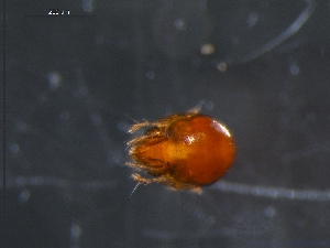  ( - DPMIT-23-71)  @12 [ ] CreativeCommons - Attribution (2010) CBG Photography Group Centre for Biodiversity Genomics