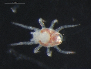  (Amblyseius sp. JCS03 - DPMIT-34-79)  @14 [ ] CreativeCommons - Attribution (2010) CBG Photography Group Centre for Biodiversity Genomics