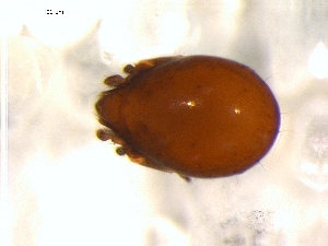  ( - DPMIT-28-88)  @13 [ ] CreativeCommons - Attribution (2010) CBG Photography Group Centre for Biodiversity Genomics