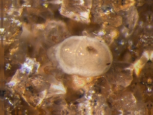  ( - DPMIT-28-90)  @13 [ ] CreativeCommons - Attribution (2010) CBG Photography Group Centre for Biodiversity Genomics