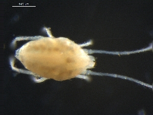  (Tetranychidae - DPMIT-35-11)  @13 [ ] CreativeCommons - Attribution (2010) CBG Photography Group Centre for Biodiversity Genomics