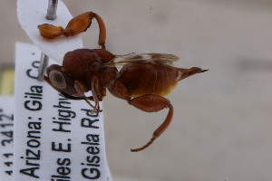 (Hockeria rubra - CHACP-UFES-BC171)  @11 [ ] Unspecified (default): All Rights Reserved  Unspecified Unspecified