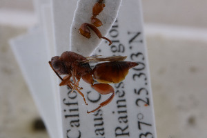  (Hockeria tenuicornis - CHACP-UFES-BC172)  @11 [ ] Unspecified (default): All Rights Reserved  Unspecified Unspecified