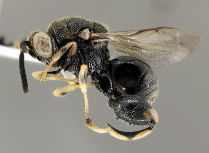  (Brachymeria annulata - CHACP-UFES-BC321)  @11 [ ] Unspecified (default): All Rights Reserved  Unspecified Unspecified
