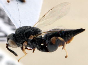  (Brachymeria annulipes - CHACP-UFES-BC377)  @11 [ ] Unspecified (default): All Rights Reserved  Unspecified Unspecified