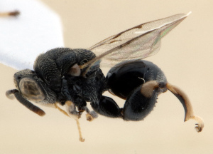  (Brachymeria mnestor - CHACP-UFES-BC452)  @11 [ ] Unspecified (default): All Rights Reserved  Unspecified Unspecified