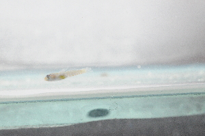  ( - CHA23_012)  @11 [ ] Unspecified (default): All Rights Reserved  Unspecified Unspecified