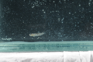 (Eviota notata/nebulosa - CHA23_228)  @11 [ ] Unspecified (default): All Rights Reserved  Unspecified Unspecified