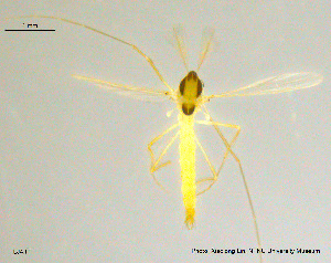  ( - Chir-LJ4)  @12 [ ] CreativeCommons - Attribution Non-Commercial Share-Alike (2018) Xiaolong Lin College of Life Sciences, Nankai University