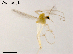  ( - XL1012)  @11 [ ] CreativeCommons-Attribution Non-Commercial Share-Alike (2020) Xiaolong Lin Nankai University, College of Life Sciences