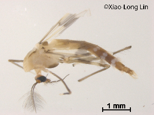  (Stenochironomus sp. 4XL - XL1029)  @11 [ ] CreativeCommons-Attribution Non-Commercial Share-Alike (2020) Xiaolong Lin Nankai University, College of Life Sciences