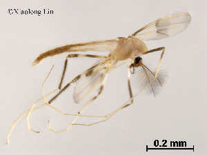  (Stenochironomus sp. 18XL - XL1077)  @11 [ ] CreativeCommons - Attribution Non-Commercial Share-Alike (2019) Xiaolong Lin College of Life Sciences, Nankai University