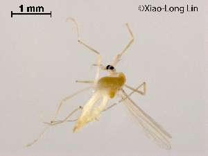  ( - XL1084)  @11 [ ] CreativeCommons-Attribution Non-Commercial Share-Alike (2020) Xiaolong Lin Nankai University, College of Life Sciences