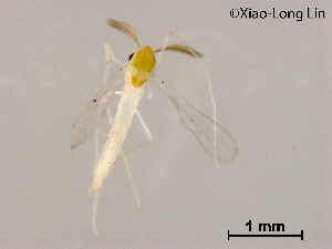  ( - XL1108)  @11 [ ] CreativeCommons-Attribution Non-Commercial Share-Alike (2020) Xiaolong Lin Nankai University, College of Life Sciences