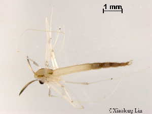  (Stenochironomus sp. 17XL - XL1112)  @13 [ ] CreativeCommons - Attribution Non-Commercial Share-Alike (2019) Xiaolong Lin College of Life Sciences, Nankai University