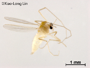  ( - XL1118)  @11 [ ] CreativeCommons-Attribution Non-Commercial Share-Alike (2020) Xiaolong Lin Nankai University, College of Life Sciences