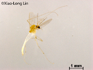  ( - XL1139)  @11 [ ] CreativeCommons-Attribution Non-Commercial Share-Alike (2020) Xiaolong Lin Nankai University, College of Life Sciences