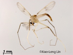  (Stenochironomus sp. 3CZ - XL1244)  @11 [ ] CreativeCommons-Attribution Non-Commercial Share-Alike (2020) Xiaolong Lin Nankai University, College of Life Sciences
