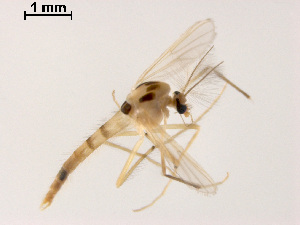  (Stenochironomus tobaduodecimus - XL1443)  @11 [ ] CreativeCommons - Attribution Non-Commercial Share-Alike (2019) Xiaolong Lin College of Life Sciences, Nankai University