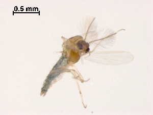  (Pseudosmittia sp. 3XL - XL1475)  @11 [ ] CreativeCommons - Attribution Non-Commercial Share-Alike (2019) Xiaolong Lin College of Life Sciences, Nankai University