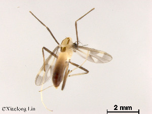  (Stenochironomus sp. 3XL - XL1490)  @11 [ ] CreativeCommons - Attribution Non-Commercial Share-Alike (2019) Xiaolong Lin College of Life Sciences, Nankai University