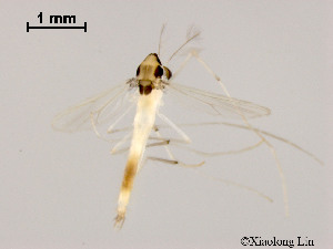  (Stenochironomus sp. 5XL - XL1507)  @11 [ ] CreativeCommons - Attribution Non-Commercial Share-Alike (2019) Xiaolong Lin College of Life Sciences, Nankai University