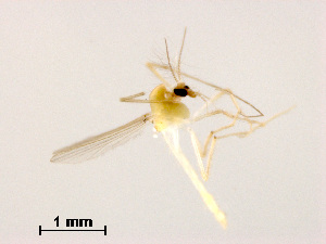  (Tanytarsus sp. 14XL - XL1511)  @11 [ ] CreativeCommons - Attribution Non-Commercial Share-Alike (2019) Xiaolong Lin College of Life Sciences, Nankai University