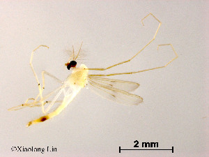  (Stenochironomus sp. 19XL - XL1515)  @11 [ ] CreativeCommons - Attribution Non-Commercial Share-Alike (2019) Xiaolong Lin College of Life Sciences, Nankai University