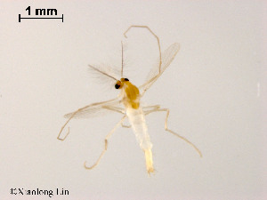  ( - XL1548)  @12 [ ] CreativeCommons - Attribution Non-Commercial Share-Alike (2019) Xiaolong Lin College of Life Sciences, Nankai University