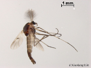  (Procladius nigriventris - XL1558)  @11 [ ] CreativeCommons - Attribution Non-Commercial Share-Alike (2019) Xiaolong Lin College of Life Sciences, Nankai University