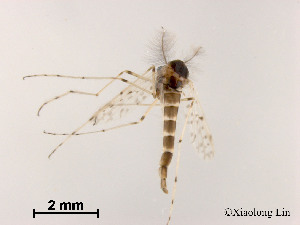  ( - XL1568)  @11 [ ] CreativeCommons - Attribution Non-Commercial Share-Alike (2019) Xiaolong Lin College of Life Sciences, Nankai University