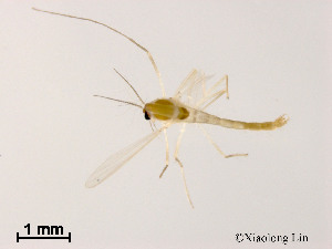  ( - XL1673)  @12 [ ] CreativeCommons - Attribution Non-Commercial Share-Alike (2019) Xiaolong Lin College of Life Sciences, Nankai University