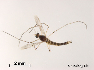  ( - XL1690)  @11 [ ] CreativeCommons - Attribution Non-Commercial Share-Alike (2019) Xiaolong Lin College of Life Sciences, Nankai University