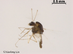  (Thienemanniella sp. 1XL - XL1847)  @11 [ ] CreativeCommons - Attribution Non-Commercial Share-Alike (2019) Xiaolong Lin College of Life Sciences, Nankai University