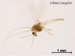  (Cladotanytarsus sp. 1XL - XL1849)  @11 [ ] CreativeCommons-Attribution Non-Commercial Share-Alike (2020) Xiaolong Lin Nankai University, College of Life Sciences
